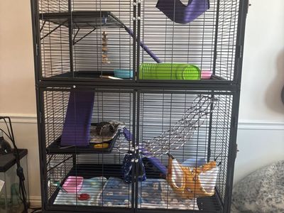 2 boy rats