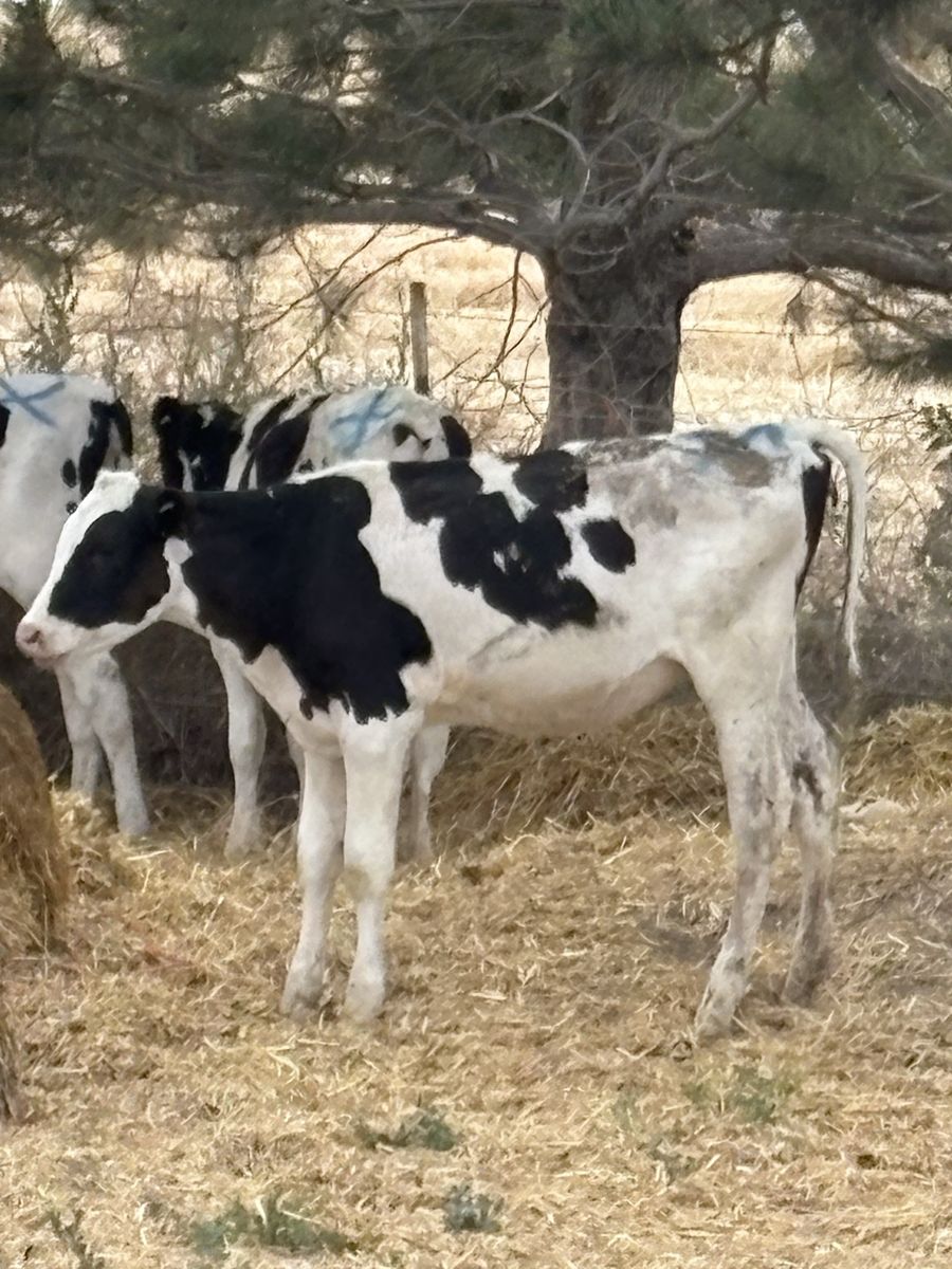 Holstein hiefers ready for pasture