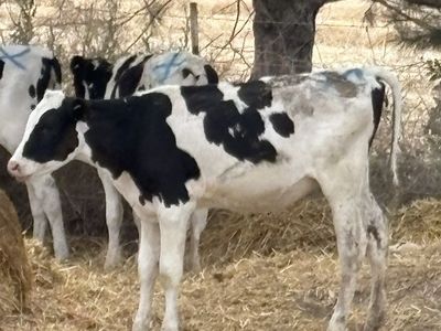 Holstein hiefers ready for pasture