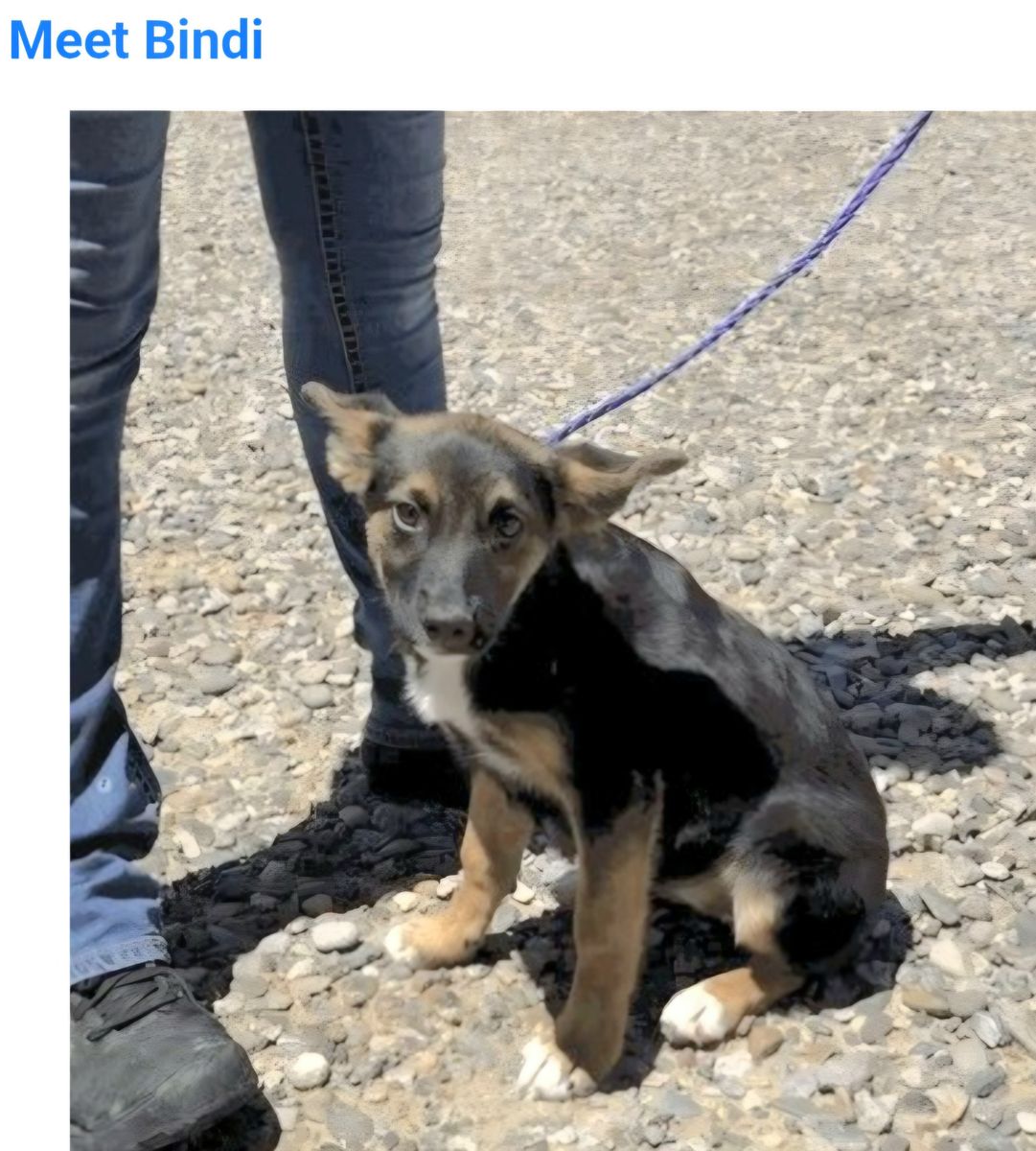 Bindi, 5 month old cattle dog mix