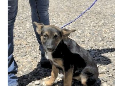 Bindi, 5 month old cattle dog mix