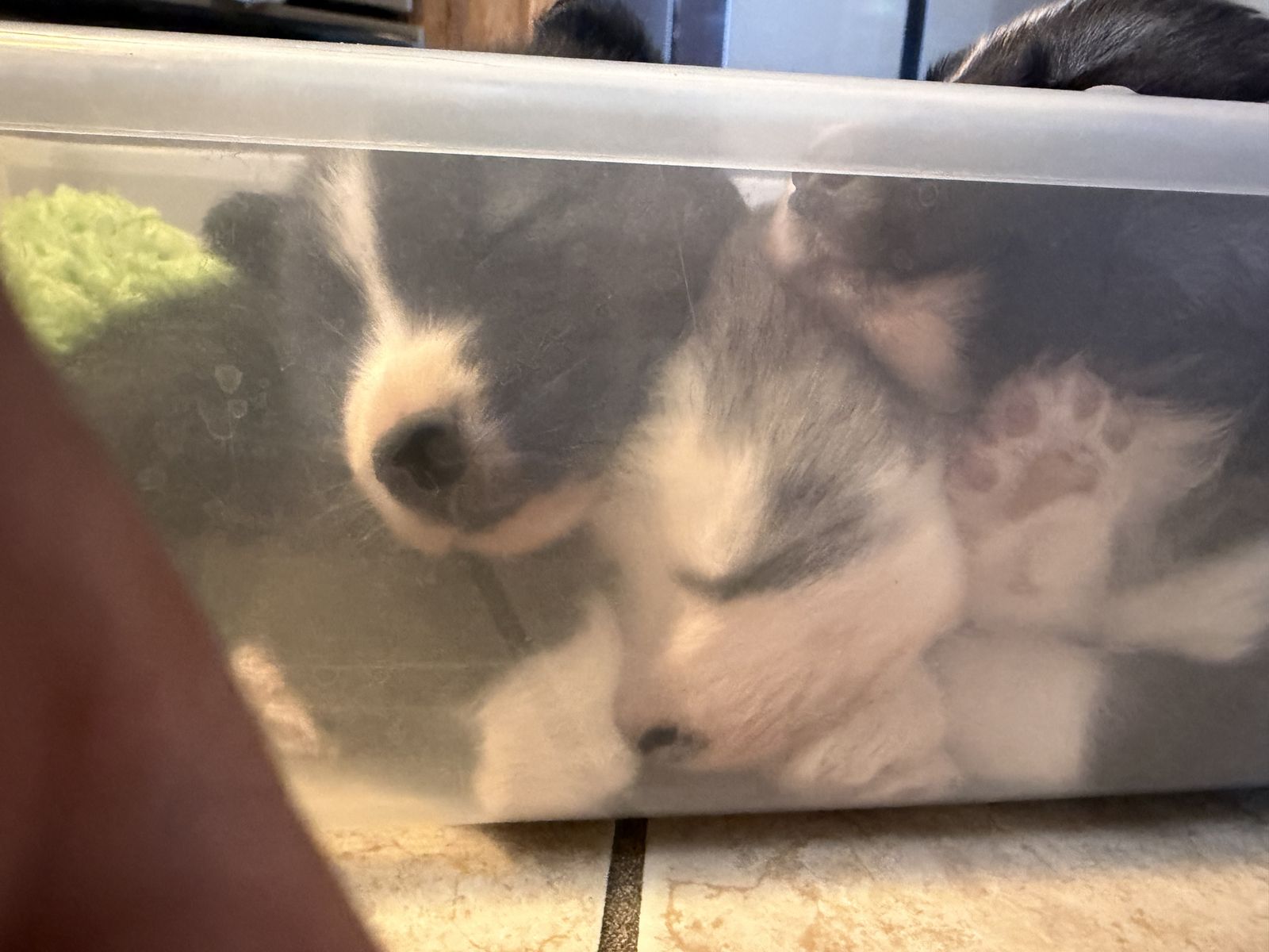 Husky Siberian and Alaskan Mix