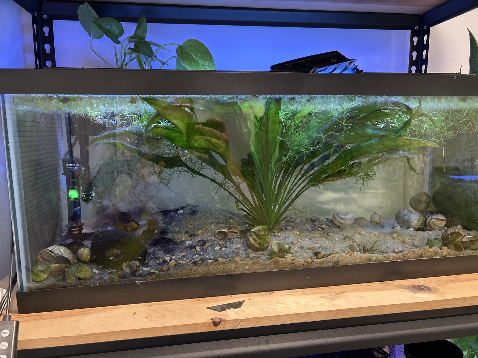 Used Aquarium Fish Tank with Topfin Heater & Live Plants