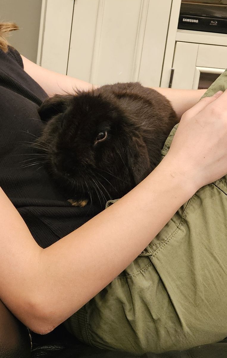 Lionhead Lop Bunny