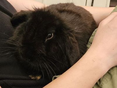 Lionhead Lop Bunny