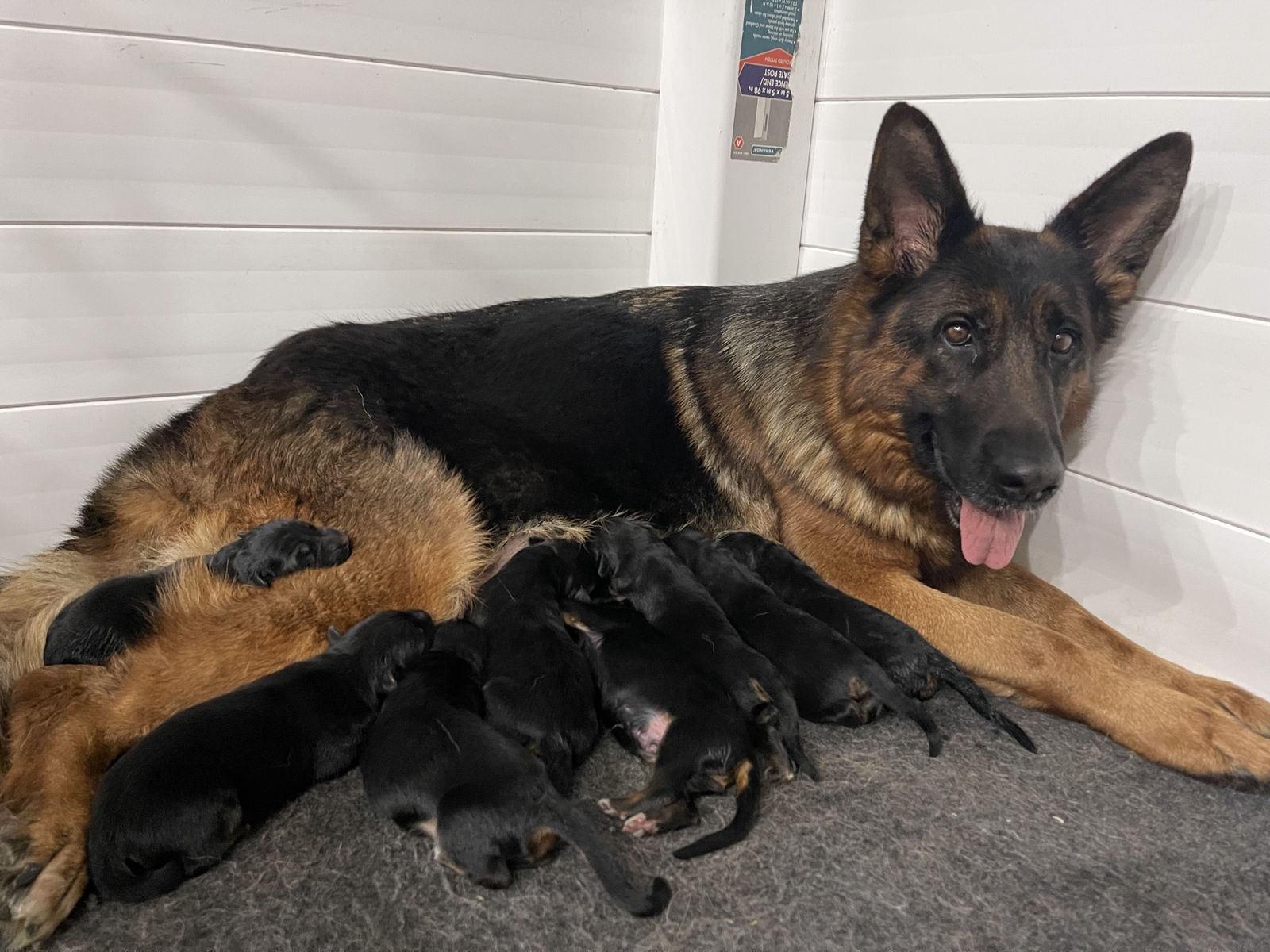 AKC German Shepherd Puppies
