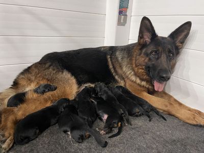 AKC German Shepherd Puppies