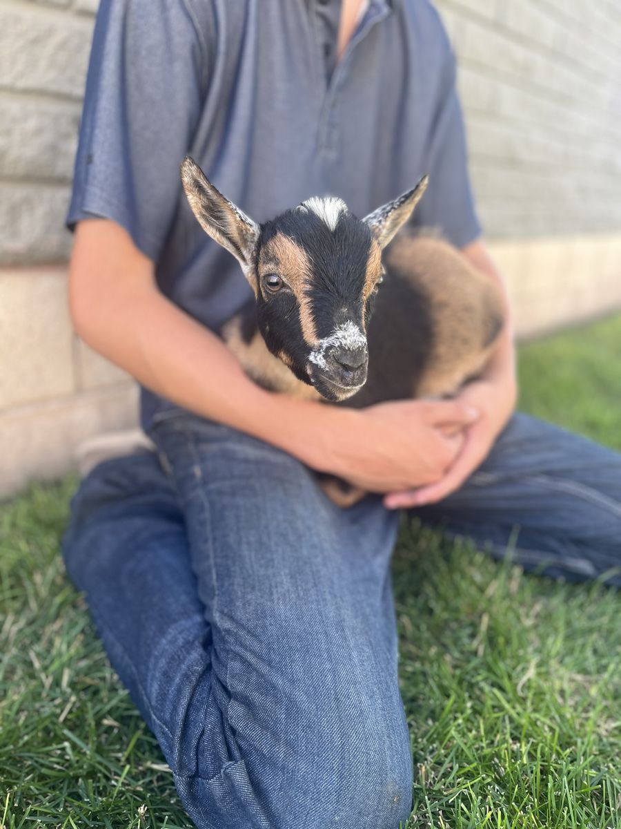 Handsome Nigerian Dwarf Buckling
