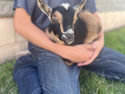 Handsome Nigerian Dwarf Buckling