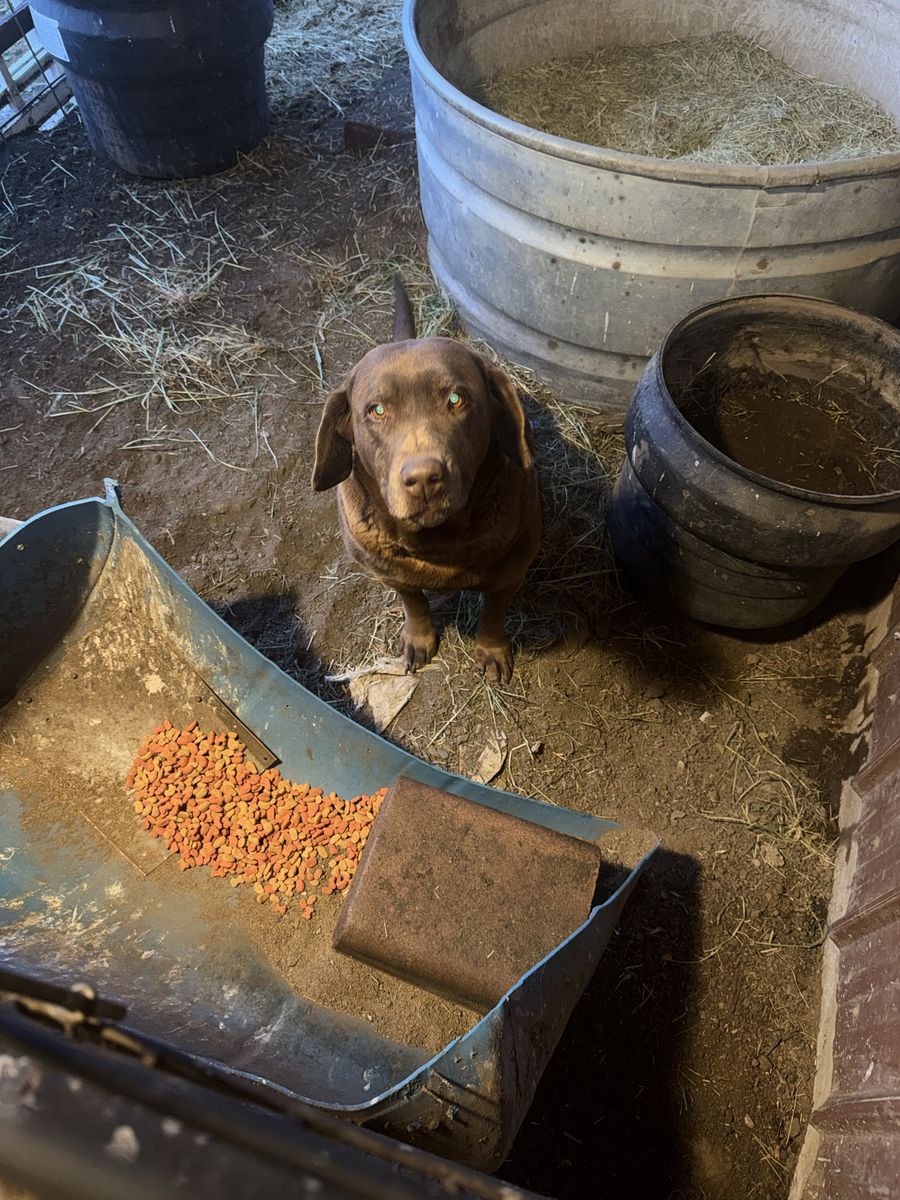 Chocolate lab