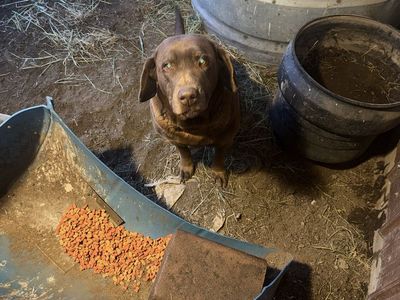 Chocolate lab