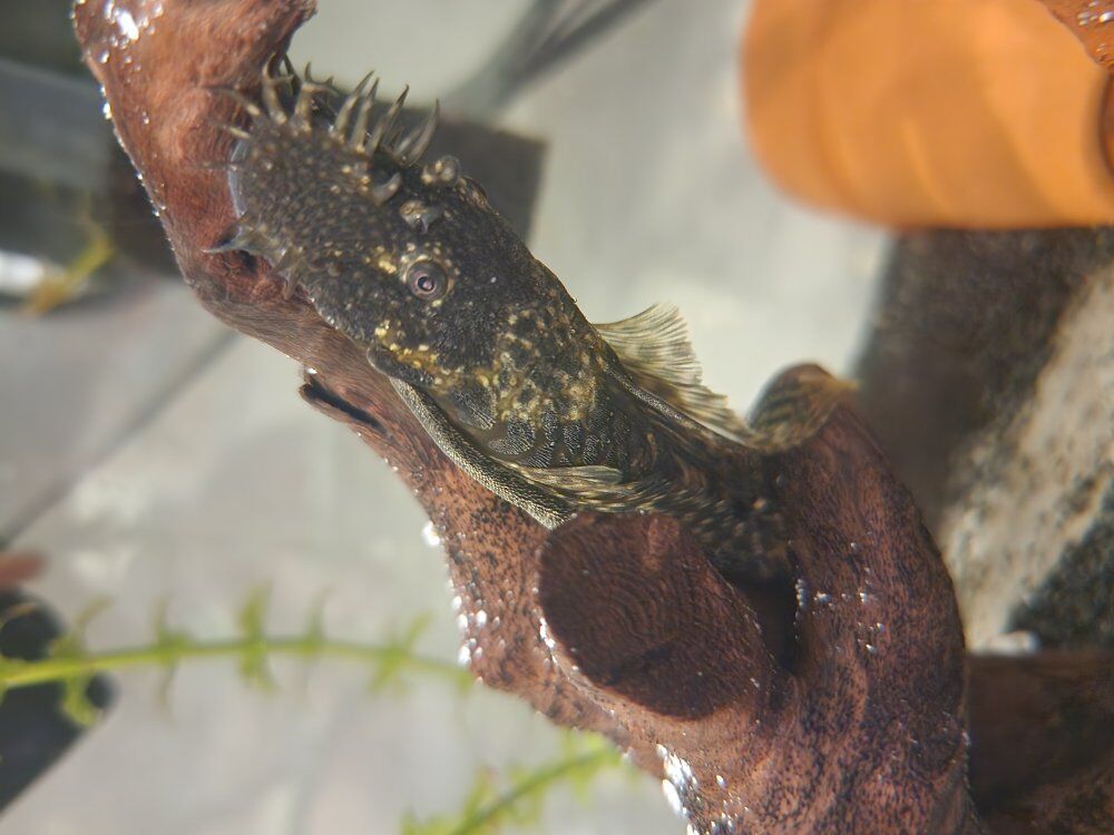 Juvenile Longfin Bristlenose Pleco