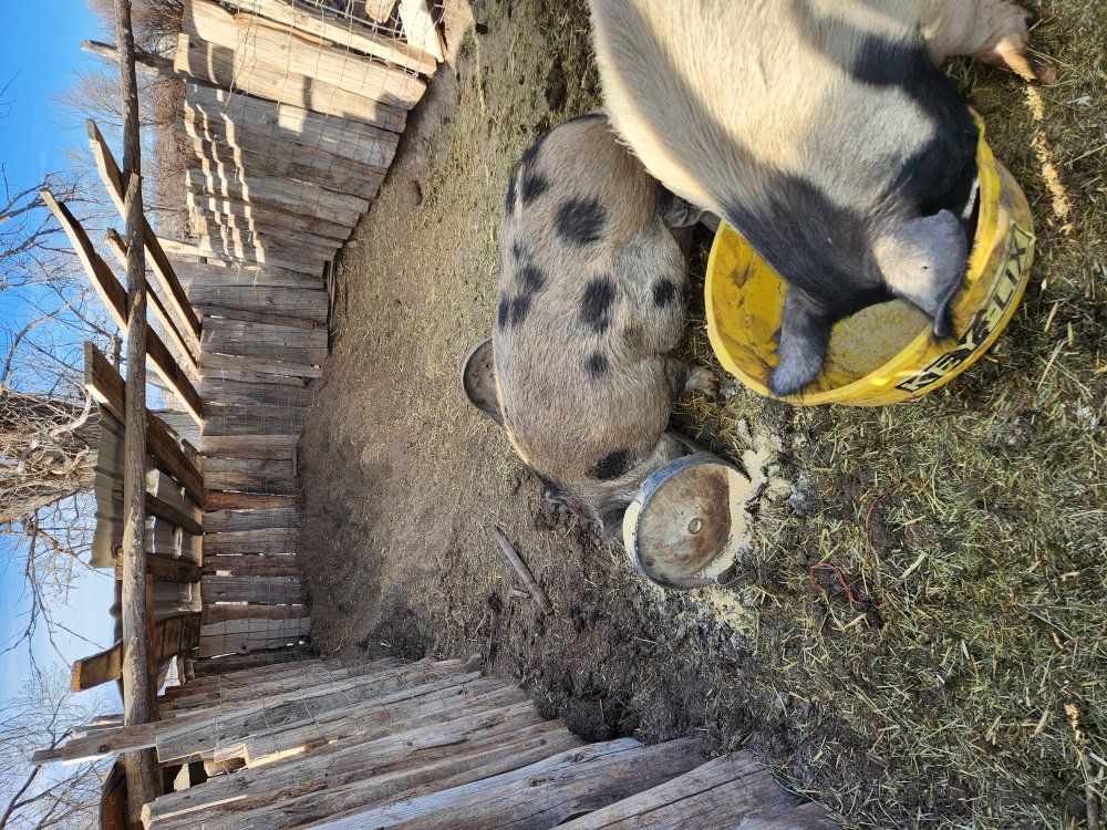 Boar for Sale