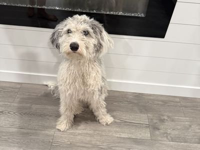 Sheepadoodle for sale