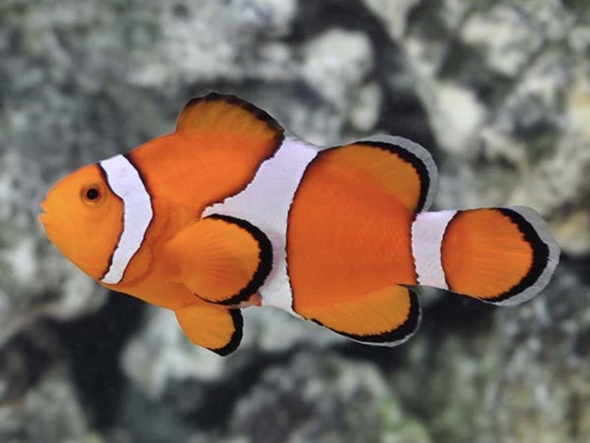 Orange Oscellaris Clown Fish