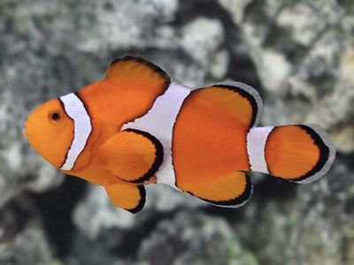 Orange Oscellaris Clown Fish