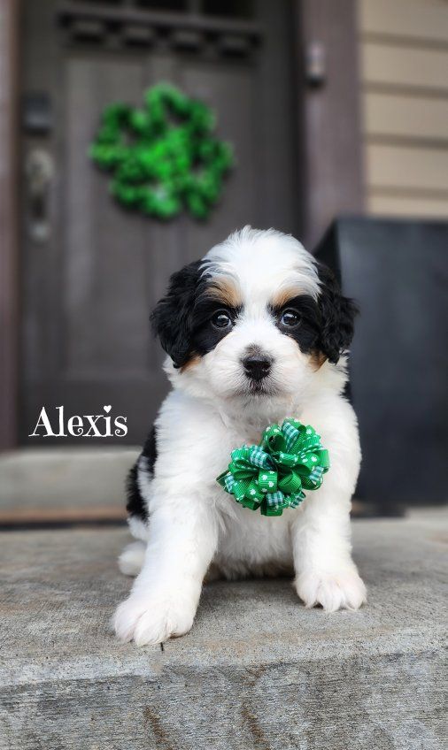 Mini Bernedoodle Female