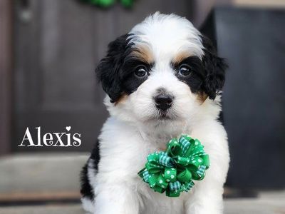 Mini Bernedoodle Female