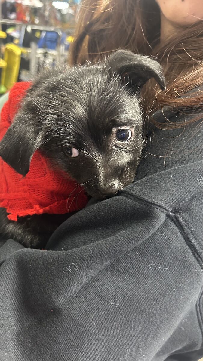 Cute puppy looking for home