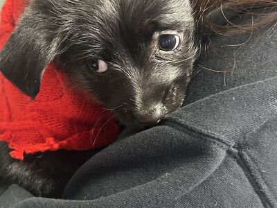 Cute puppy looking for home