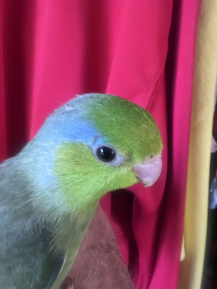 BABY TAME MALE PARROTLET