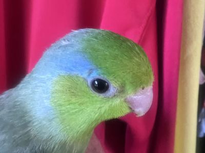 BABY TAME MALE PARROTLET