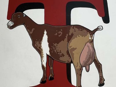 LaMancha Breeding Bucks