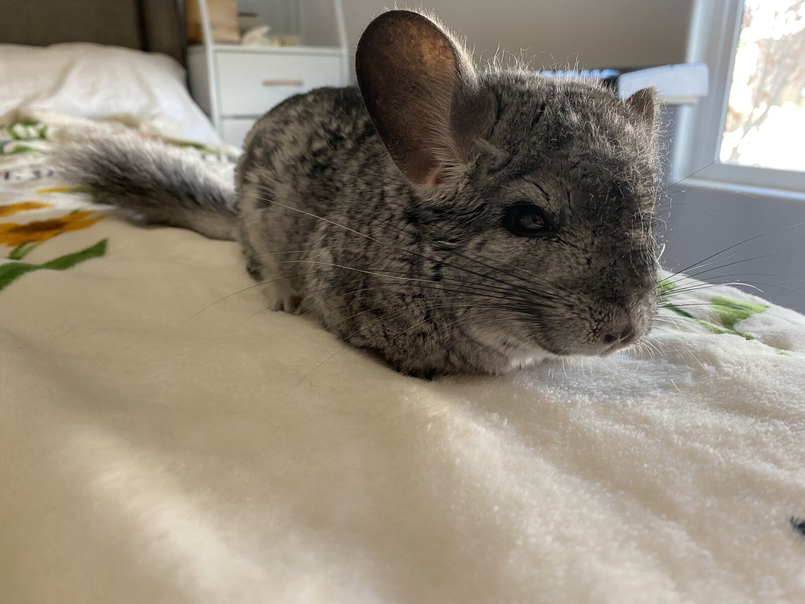 Chinchilla Female with Spacious Habitat Cage / Food / Toys