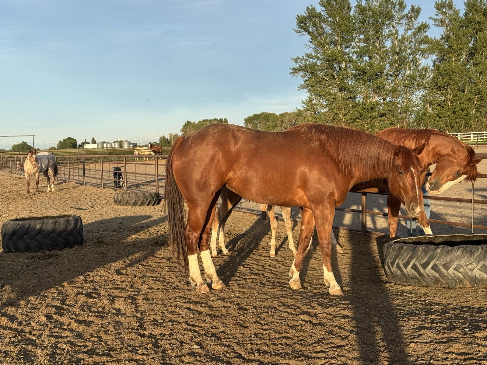 Brood mare by Pitzer Ranches