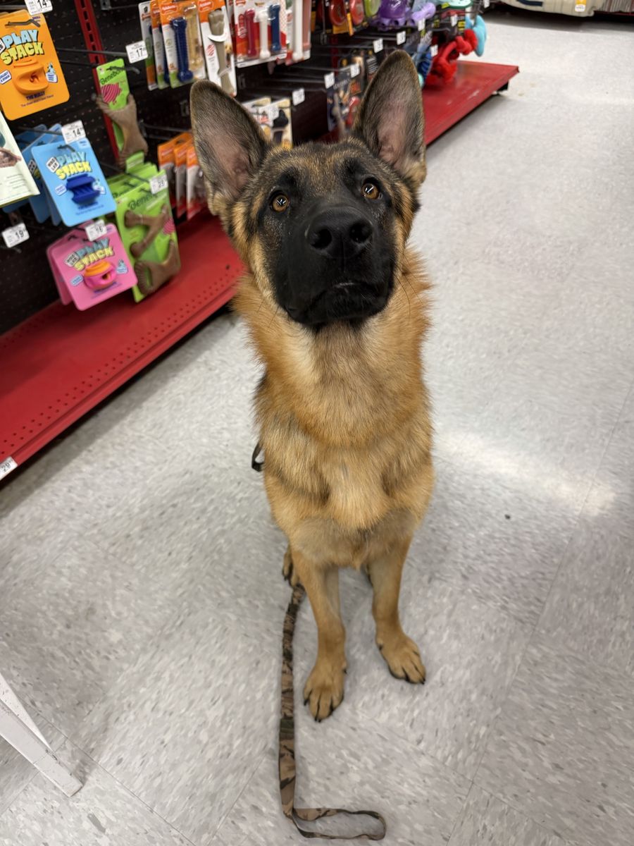 German Shepherd potty trained free