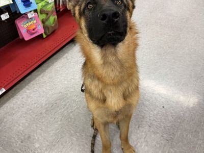 German Shepherd potty trained free