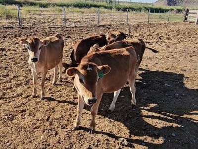 Jersey steers sell or trade