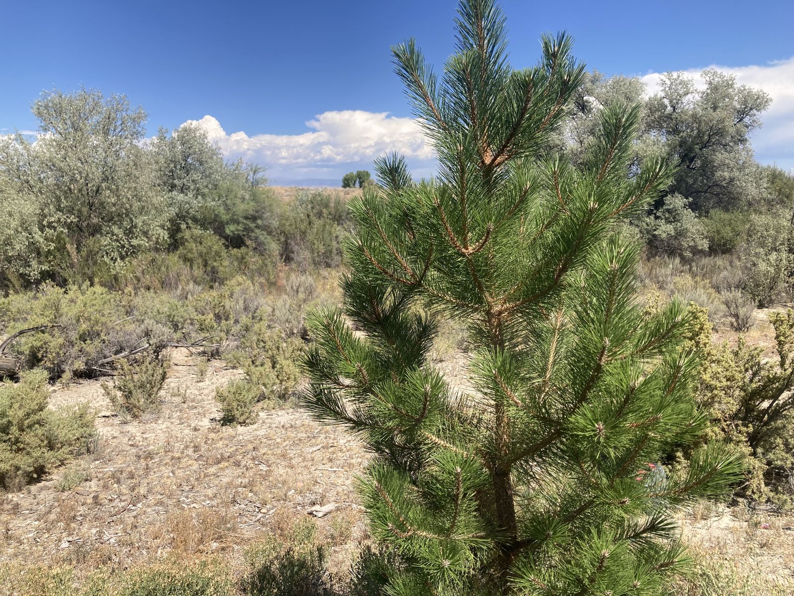 1 Acre in Roosevelt 