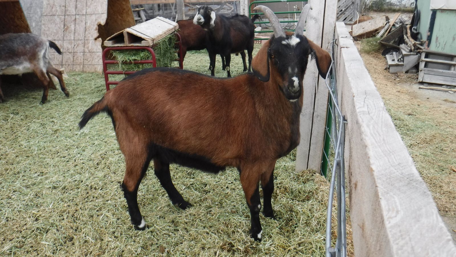 Alpine / Nubian 3-year-old wether goat