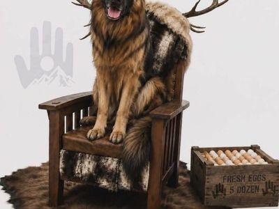 German Shepherd Dog - Large Breed, Adult, Male
