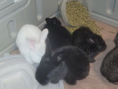 flemish giant
