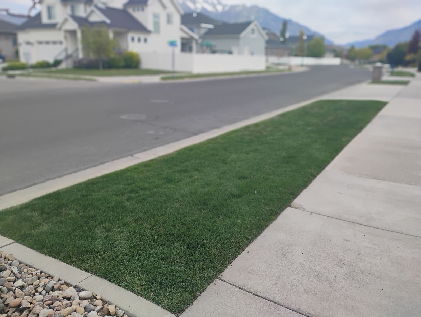 Sod on park strip for sale