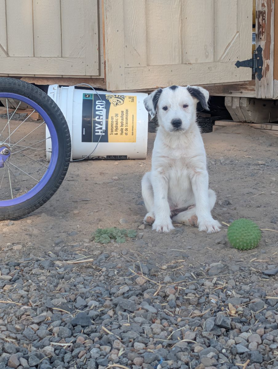 Idaho Shag / Border Collie Puppies 