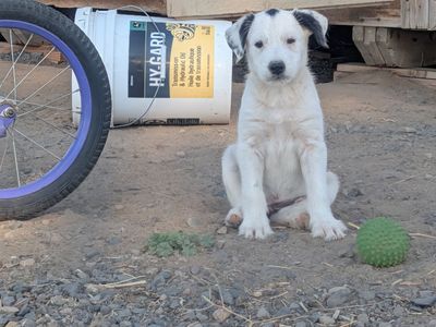 Idaho Shag / Border Collie Puppies