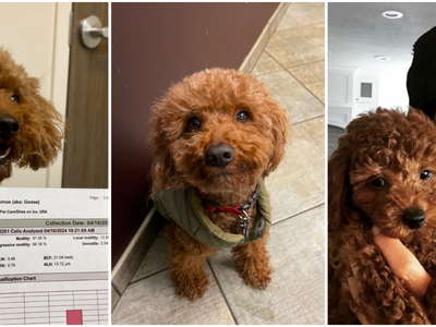 Stunning Deep Red AKC Mini Poodle Stud