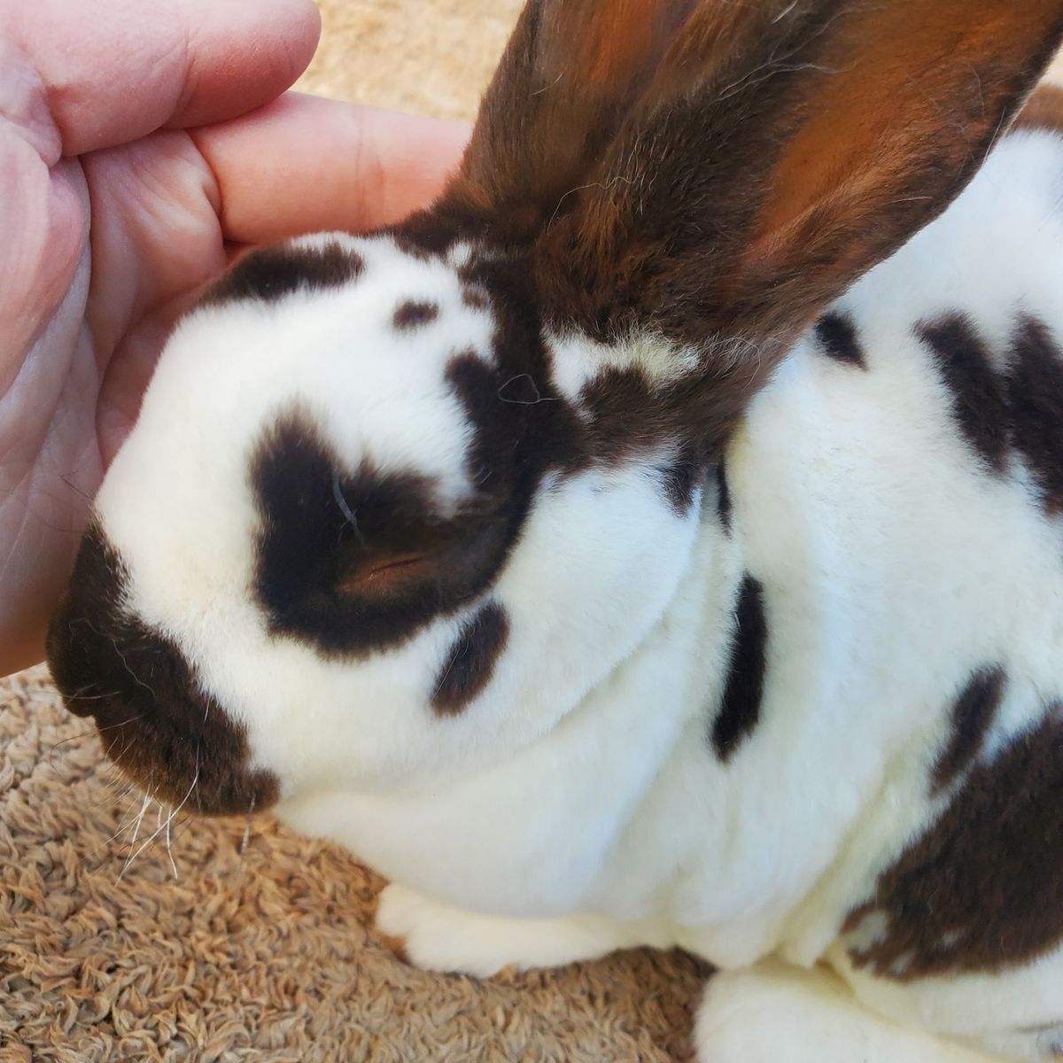 Friendly Purebred Mini Rex Broken Chocolate Doe