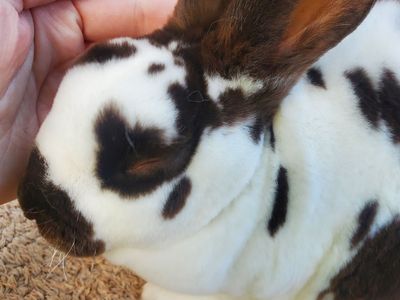 Friendly Purebred Mini Rex Broken Chocolate Doe