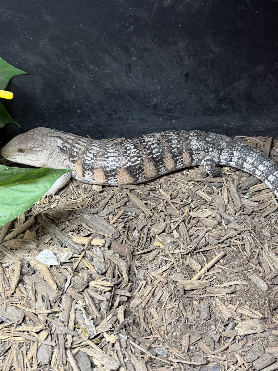 Proven Male Northern Blue Tongue Skink