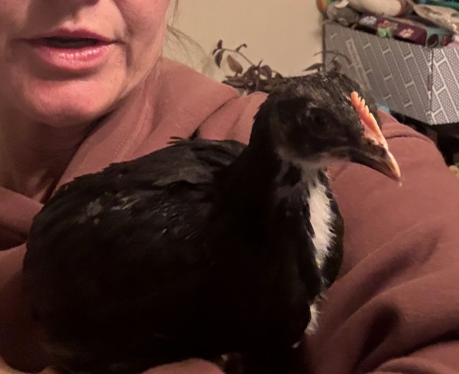 Black Copper Maran Roosters