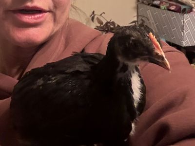 Black Copper Maran Roosters