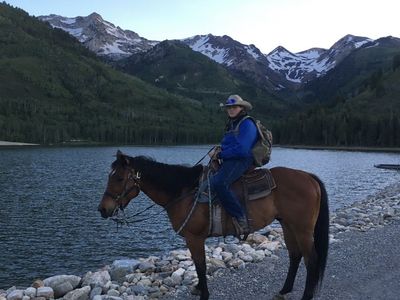 AQHA Quarter Horse Gelding