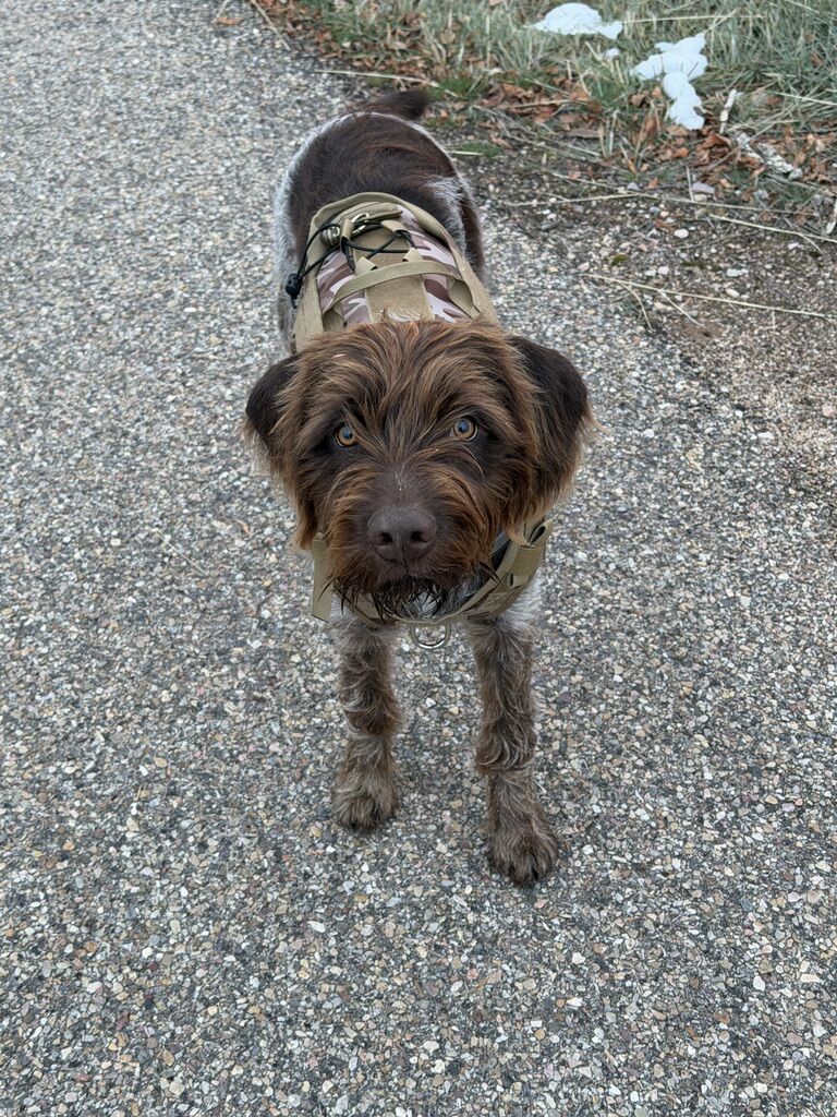 8-Month-Old AKC-Registered Wirehaired Pointing Griffon