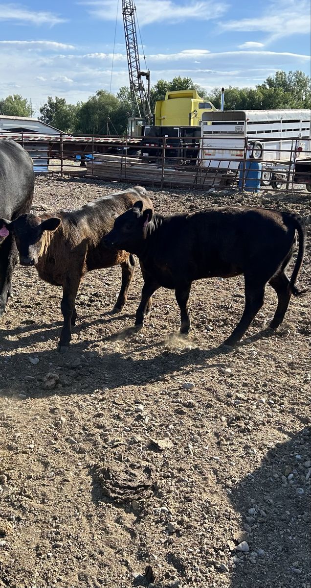Young Heifer Calves