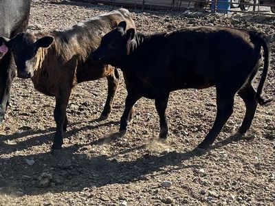 Young Heifer Calves