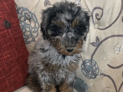 AKC Male Toy/Mini Poodles Doodle Bernedoodle